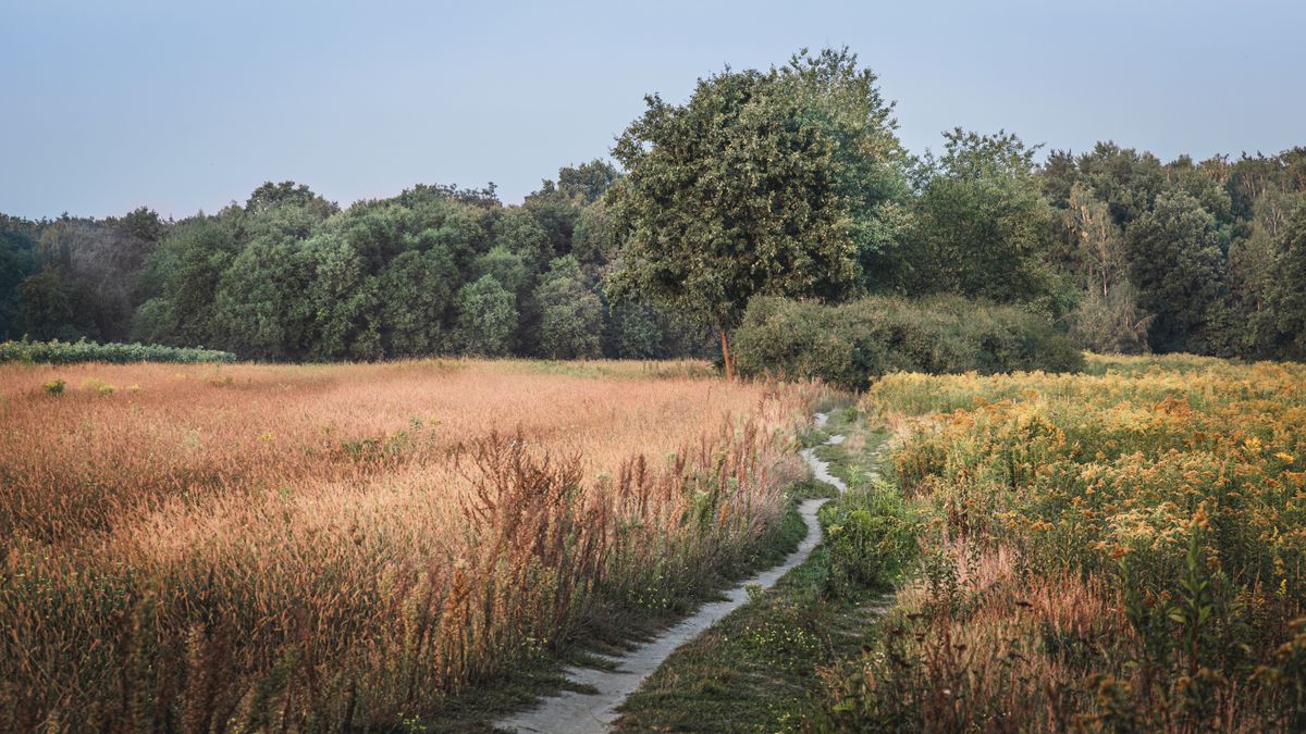 Wildflower meadow path on the Patchings walking trails